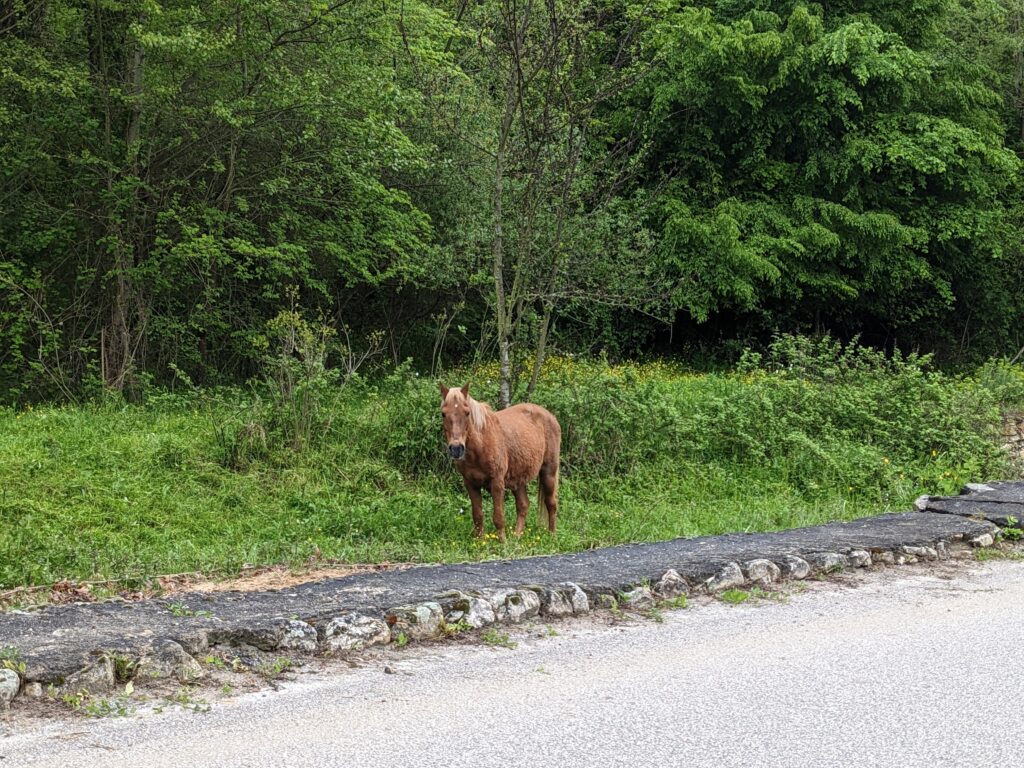 森に佇む茶色い仔馬