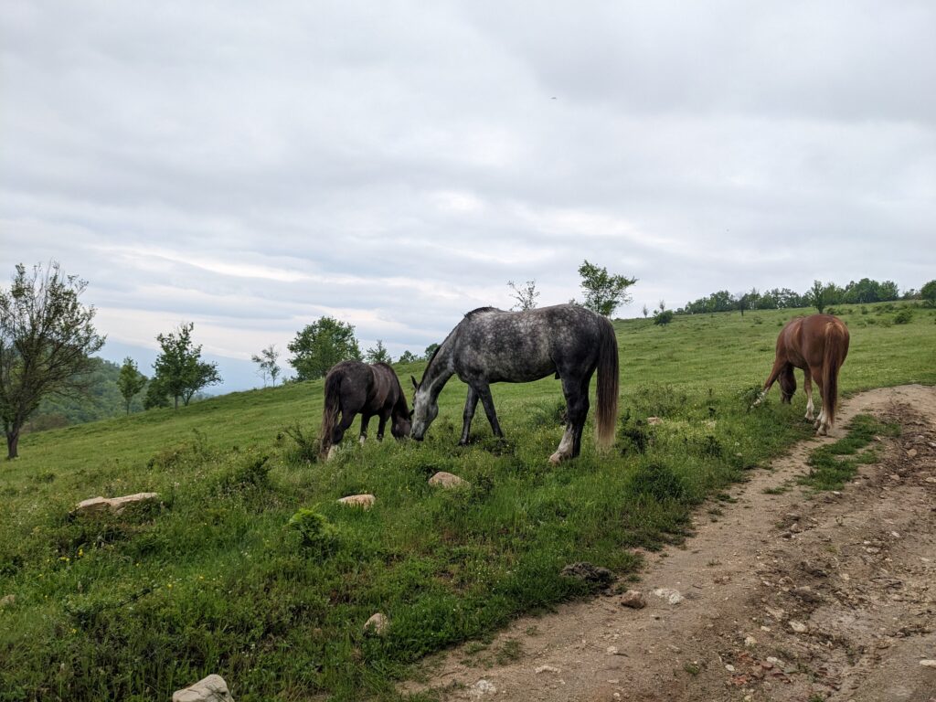 メルニックで見た草を食む馬の群れ