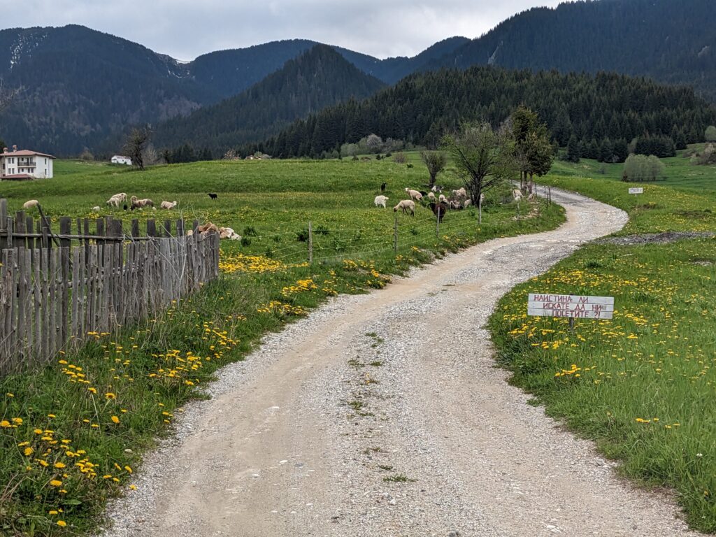 ゲラの曲がりくねった道