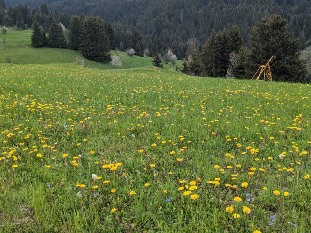 ゲラのたんんぽぽ畑