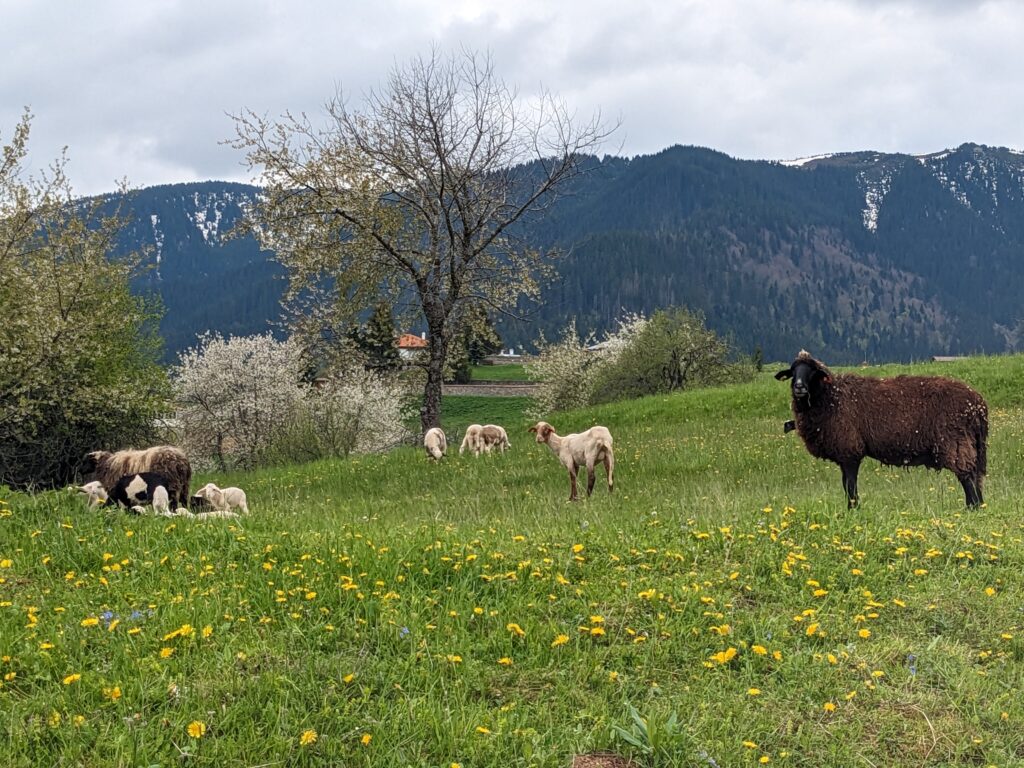 ゲラの草を食む羊の群れ