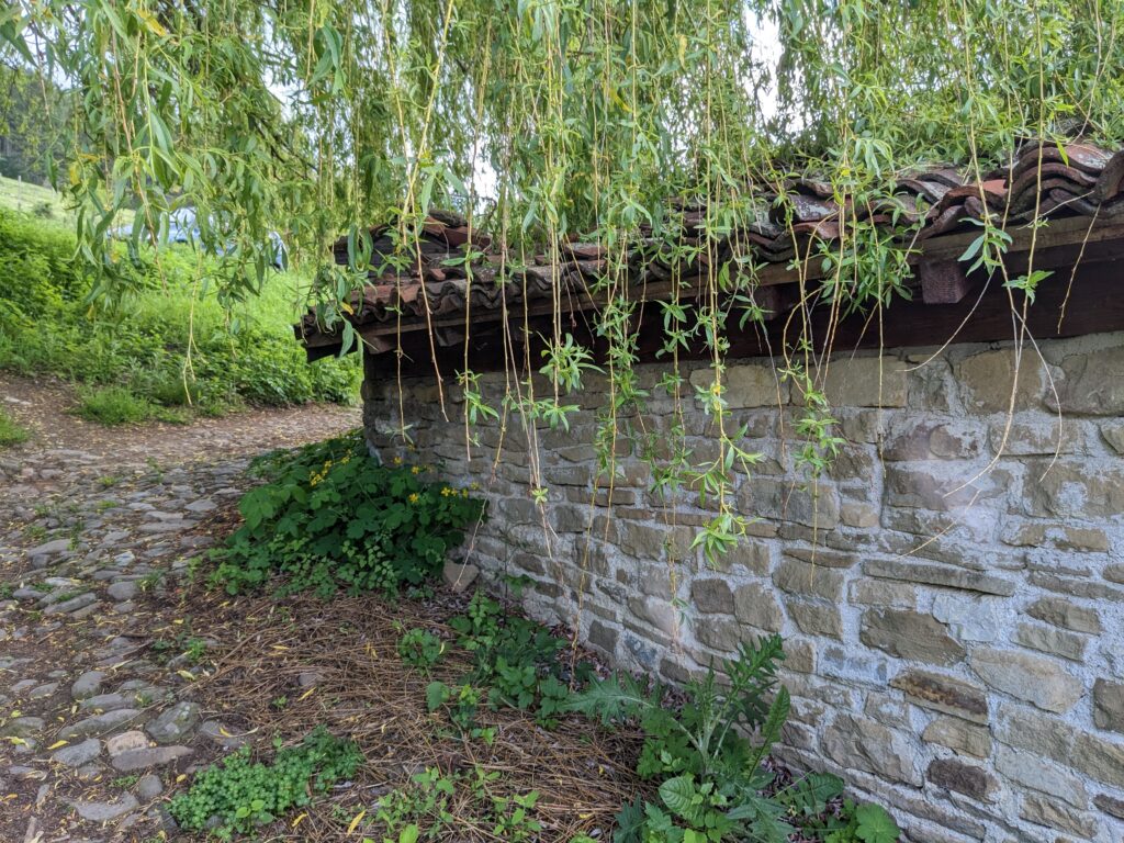 ジェラブナの石造りの塀と垂れ下がる植物