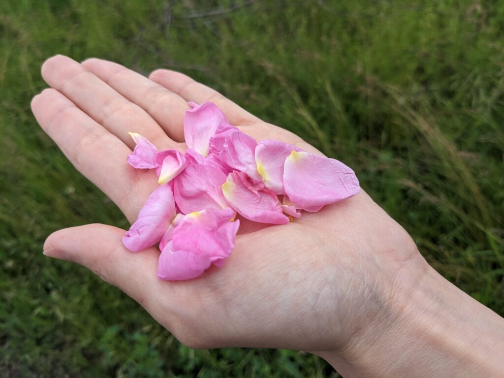 掌にのったバラの花びら
