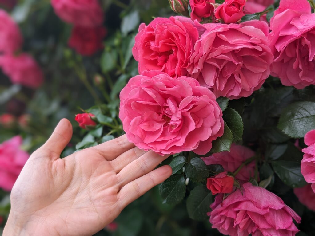 カルロヴォのバラと人の手