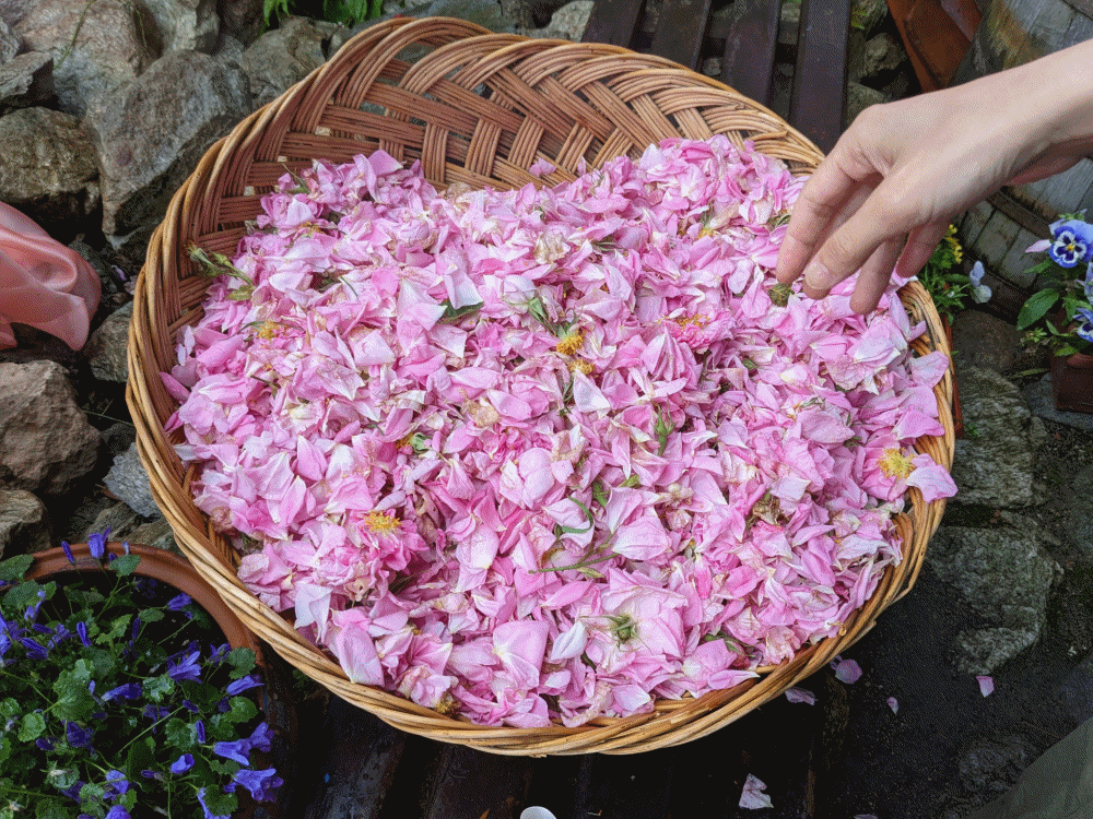 カルロヴォのバラ祭りで見たローズウォーターの蒸留とバラの花びら