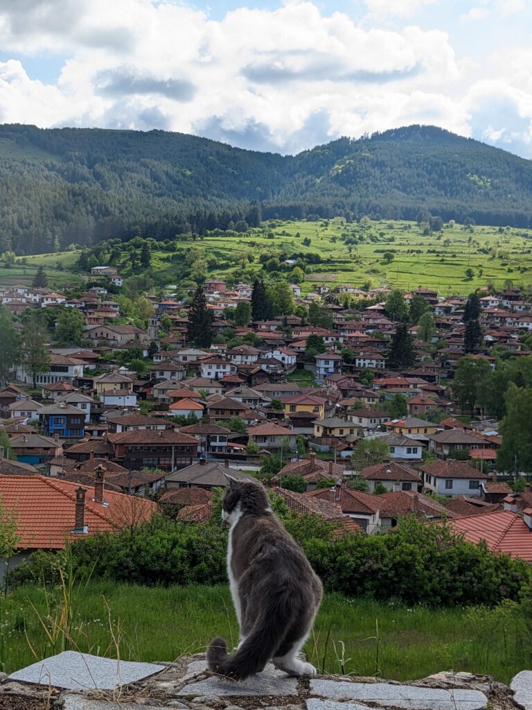 腰を浮かせて座る猫とコプリフシュティツァの街並み