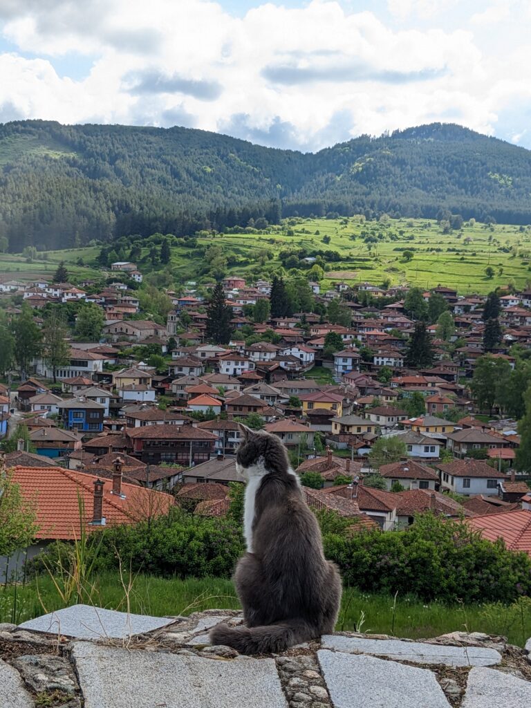 横を向いて座っている猫の後ろ姿とコプリフシュティツァの街並み