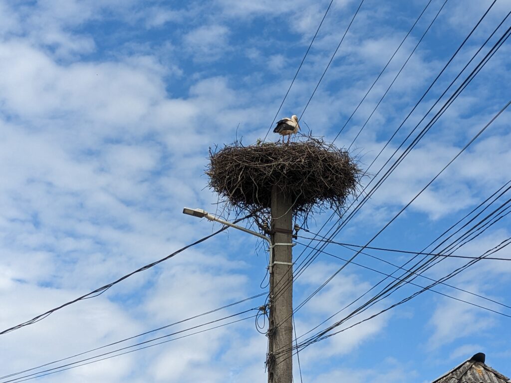 マラムレシュで見たコウノトリの巣