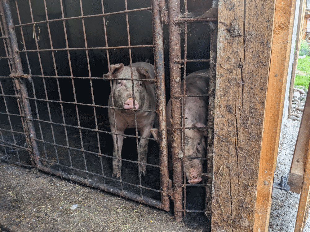 宿の庭で飼っている豚や鶏