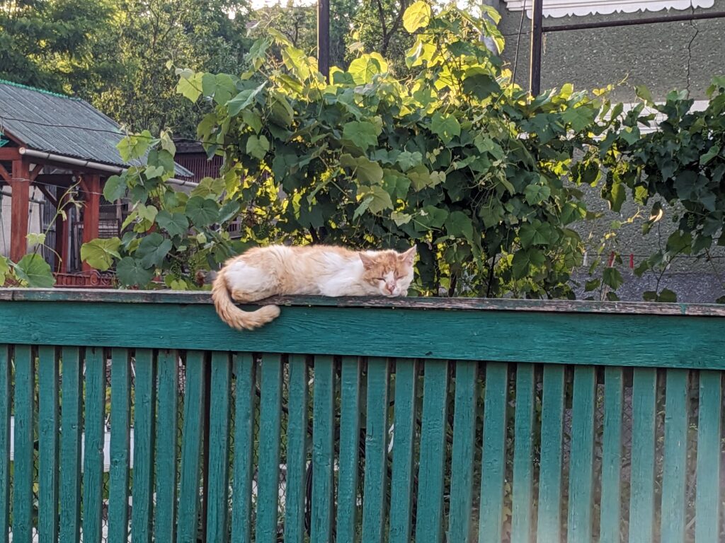 シク村の緑色の門の上に寝ている猫
